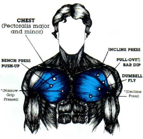 Image depicting chest muscles and the exercises required to target them