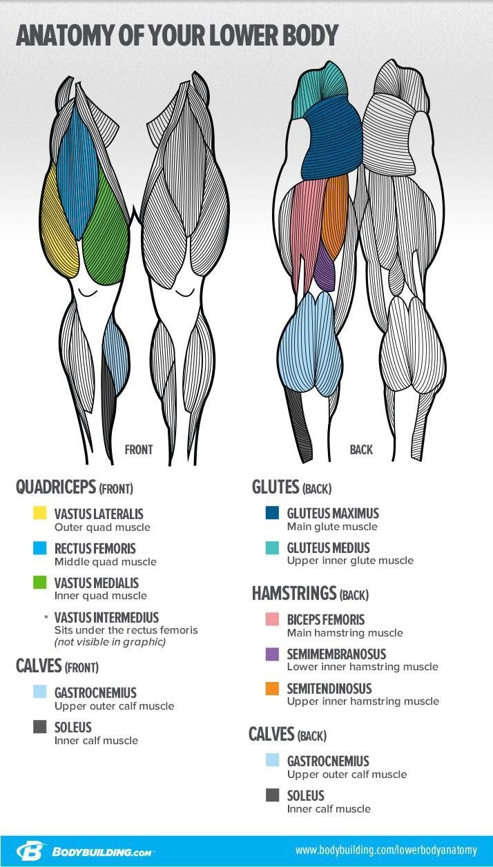 Diagramma dell'anatomia di la parte inferiore del corpo 