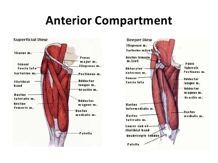 Anterior view of the thigh muscle